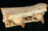 Mosasaur (Eremiasaurus) Jaw Section On Stand #11507-4